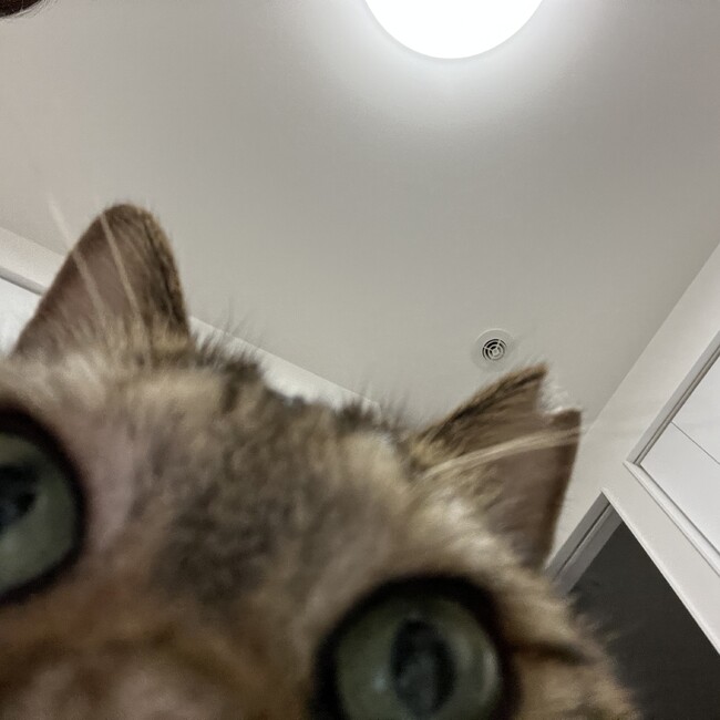 地域猫ゼンちゃんのカバー写真