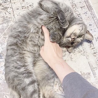 特技はごろりんです♡美形男子いっくん♡