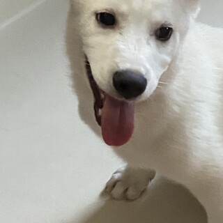 可愛いネロくんのずっとのお家を探しています
