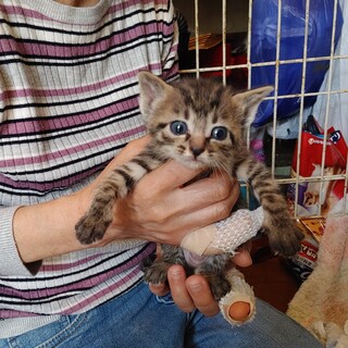 生後1か月の子猫です