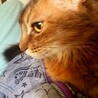 坂口さんちの猫ちゃん
