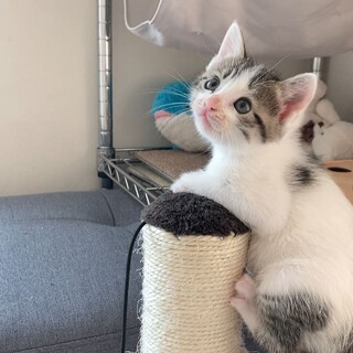 クリクリの目と豆大福模様がポイントまめちゃん♪