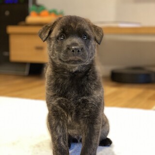 募集中断中　甲斐犬MIX   賢く元気な男の子です