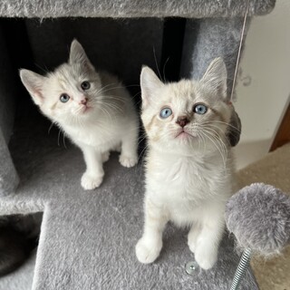 青い目のシャム系mIxの仲良し姉妹♪