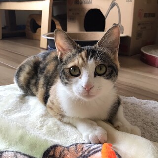 美形の三毛のマリ　８か月