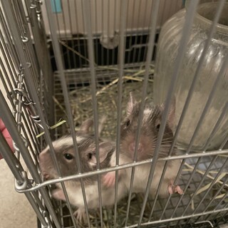 デグーオス2匹募集！！