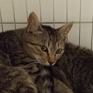 （お見合い決定！）キジシロ兄弟『めい』♂