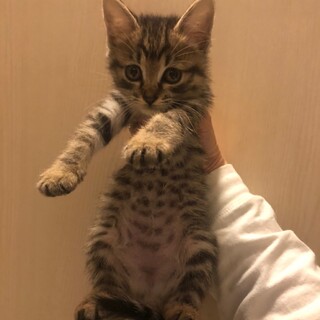 ふわふわきじ♀こねこ