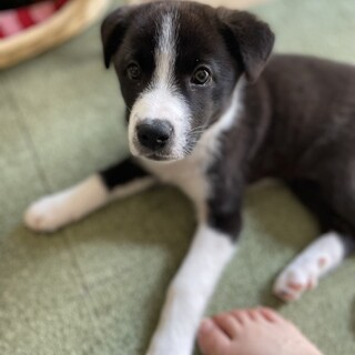 トライアル決定カボ♀4ヵ月