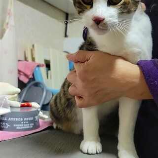 福岡市西区より６匹のキジ白兄妹