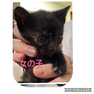捨て猫から家猫へ！① 黒サビ　女の子