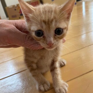 捨て猫から家猫へ！④茶白　男の子