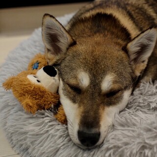 トライアル決定☆さくちゃん♀