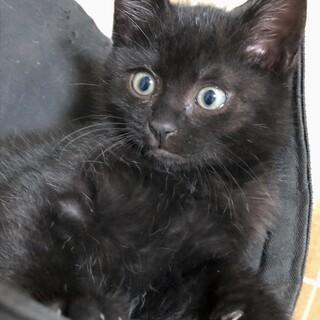 ［募集停止］クロちゃん 遊ぶの大好きです【動画】