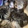 栗やまねこ