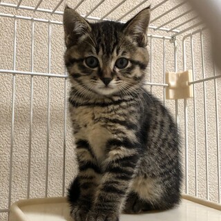 ［募集停止］こっこちゃん 遊ぶの大好きな慎重派