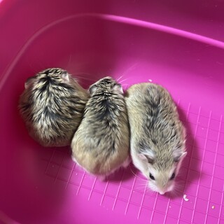 ロボロフスキーハムスター