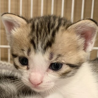 春　オス　茶キジ白　1ヶ月　元気　鍵尻尾