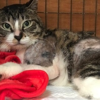 事故から奇跡の復活！千代丸くんです（後肢麻痺あり）