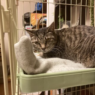 撫でてと見つめる可愛い子キャンディー