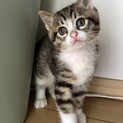 授乳から育てた超甘えっ子ハチワレ白キジ桜姫