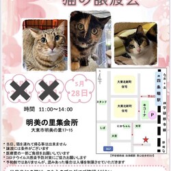 四條畷駅　猫の譲渡会