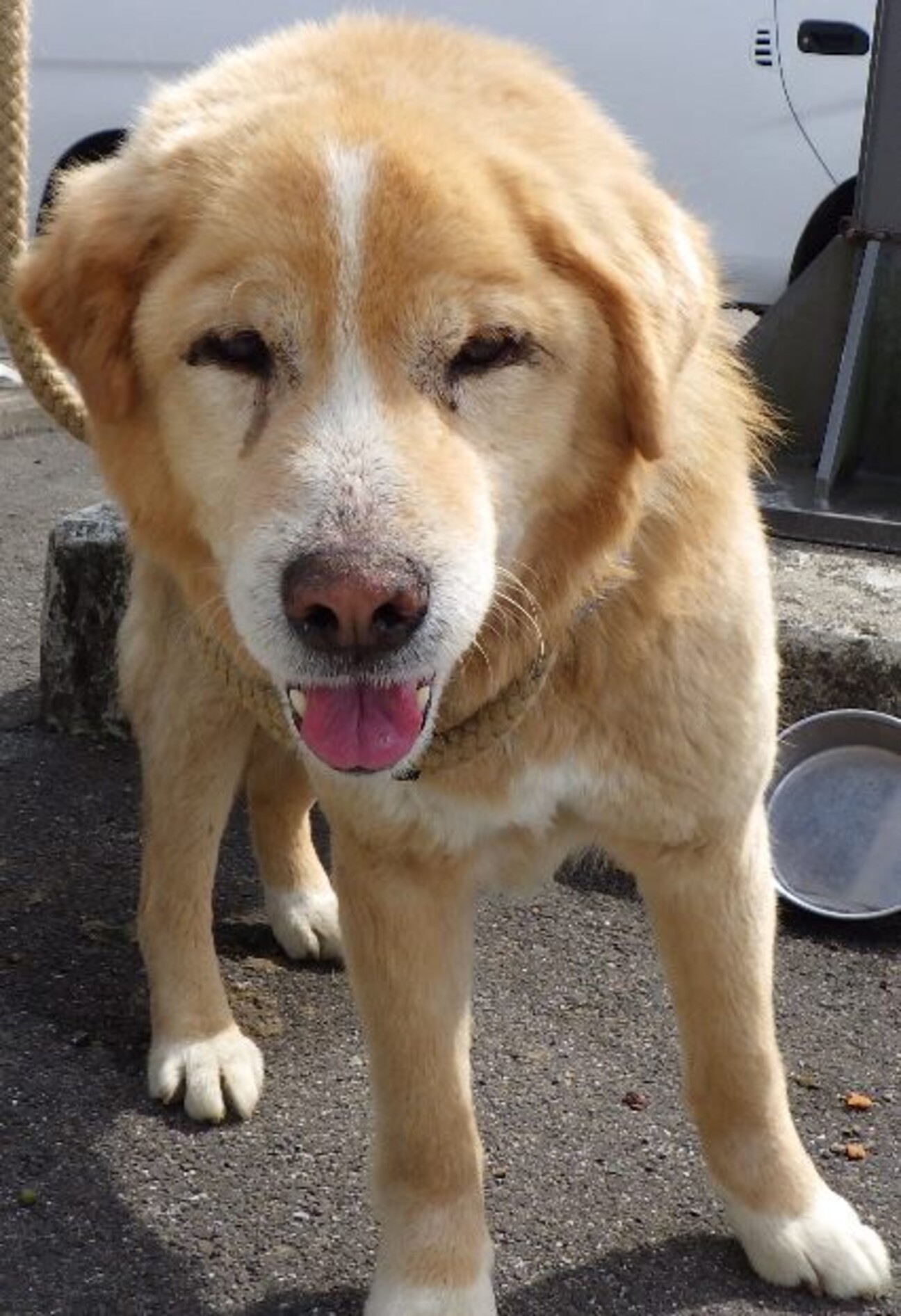 おじいちゃん犬 １４キロ 栃木県 犬の里親募集 4127 ペットのおうち 月間利用者150万人