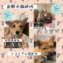 2022年5月18日の倉敷→全頭譲渡決定！