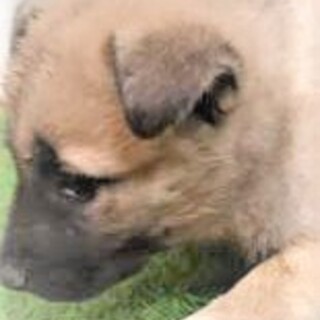 118◆可愛い子犬◆家族に迎えませんか？