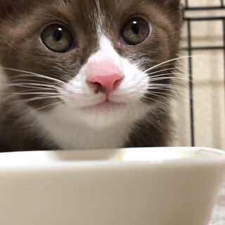 ブラウン＆白ハチワレとママ猫ちゃん