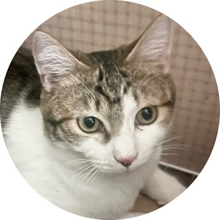 ふわふわ甘甘リリカちゃん