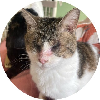 お目目が見えないけどソレが何か？？？甘々芽々ちゃん