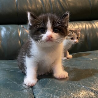 小学校に捨てられた４兄妹 ケビン君