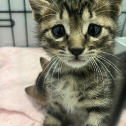 第161回　にゃん☆ぴーす猫譲渡会