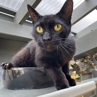 【無償譲渡】飼い主さんの入院で困っています