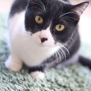 黒白 アバルト君 里親様募集です♡