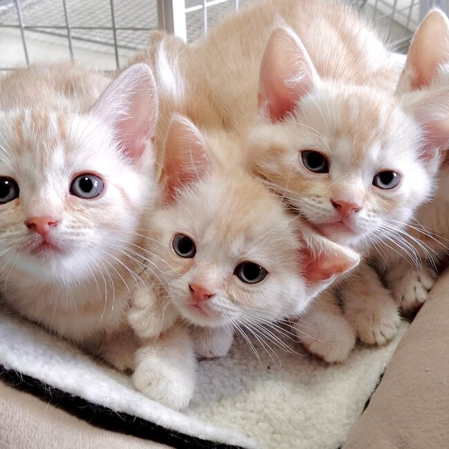 ねこのきもち。のカバー写真