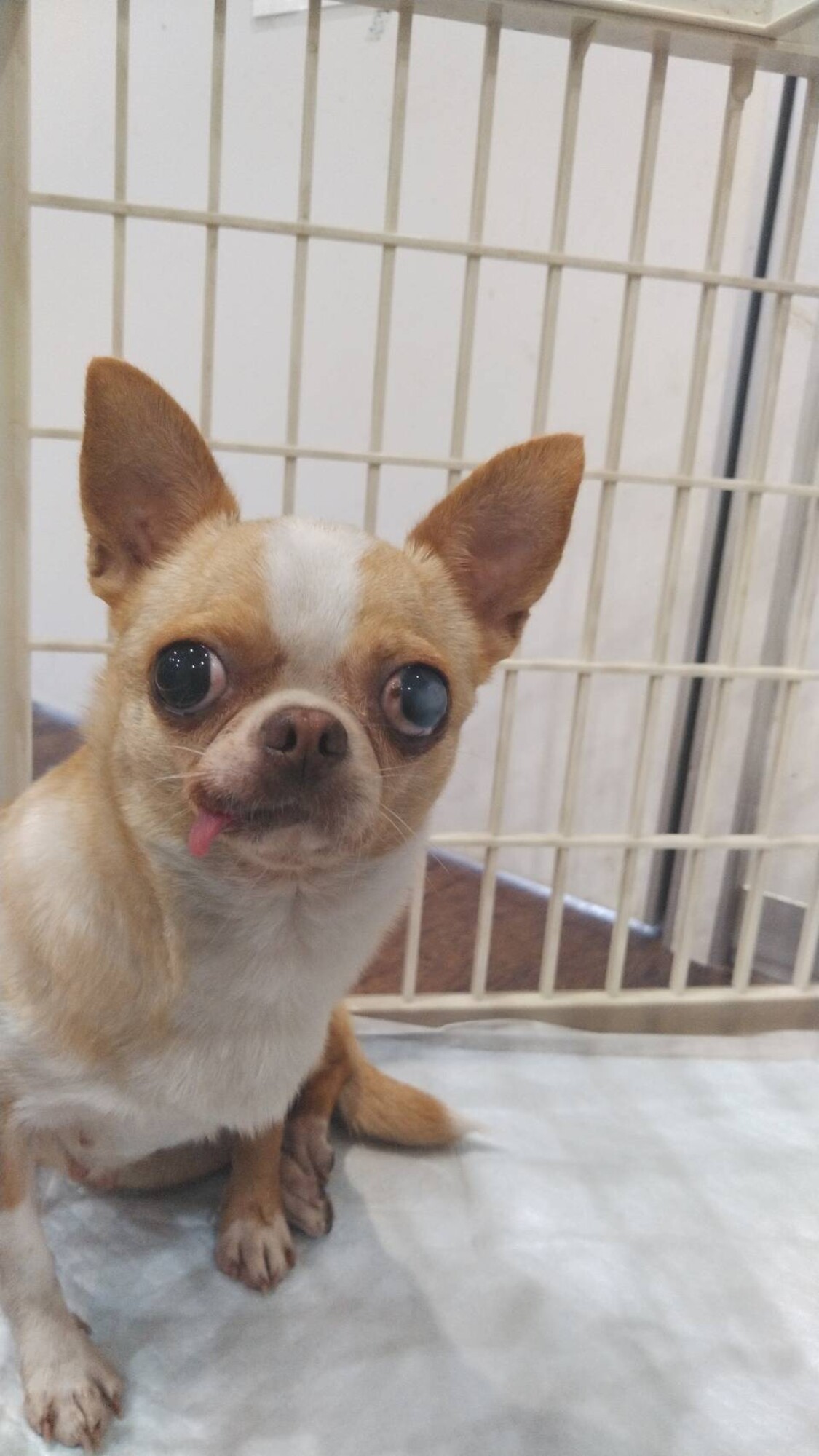 チワワスムースのちまきちゃん 広島県 犬の里親募集 ペットのおうち 月間利用者150万人