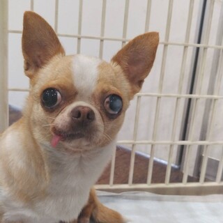 チワワスムースのちまきちゃん