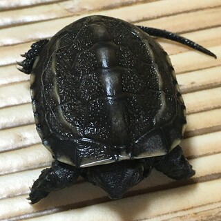クサガメの赤ちゃん産まれました 飼い主募集