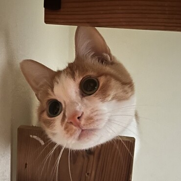 まんまる