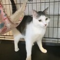 なれなれ♡ちーこちゃん1歳♀ハンディキャップあり