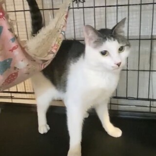 なれなれ♡ちーこちゃん1歳♀ハンディキャップあり