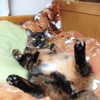 ★里親様決定!★とっても大きな甘えん坊❤ちゃびー