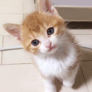 募集停止イケニャン茶白男子ヒカル