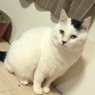 ふんわりモチモチ！8キロ級マシューくん