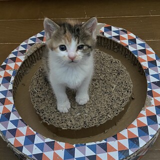 小学校に捨てられた４兄妹 アグネスちゃん