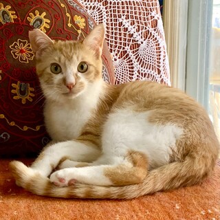 ヤンチャ盛り★ちゅう吉♂