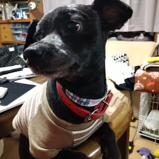 プードルMIX男の子