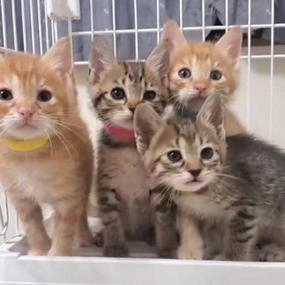 【動画】仲良し５兄妹☆生後１か月